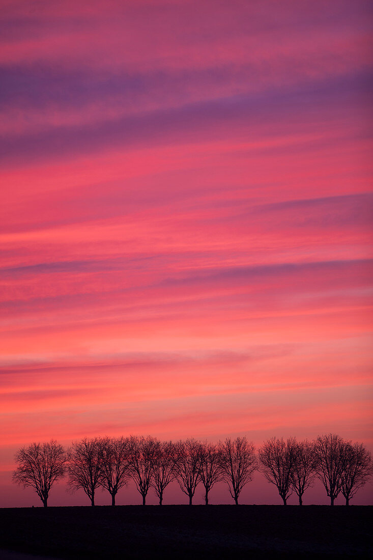 Treeline at sunset