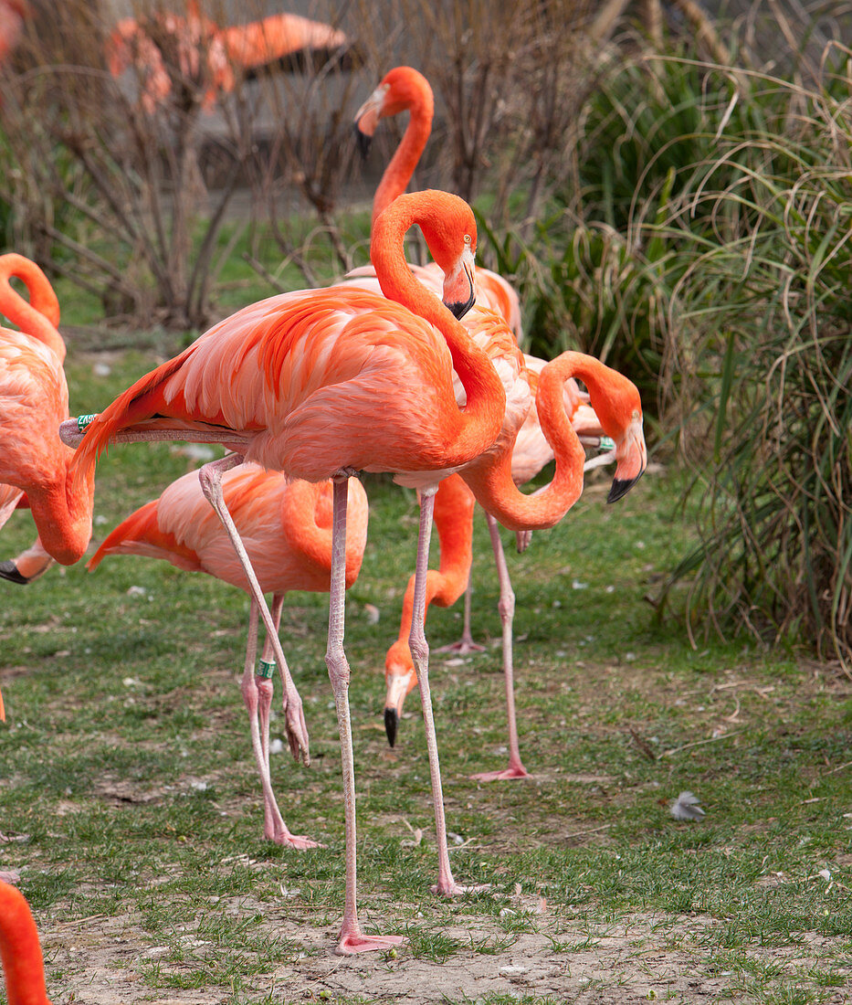 American flamingoes feeding