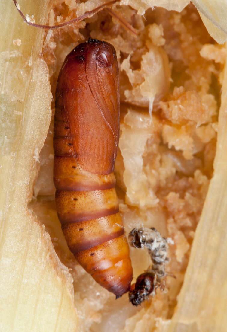 Parasitic wasp laying eggs in stem borer