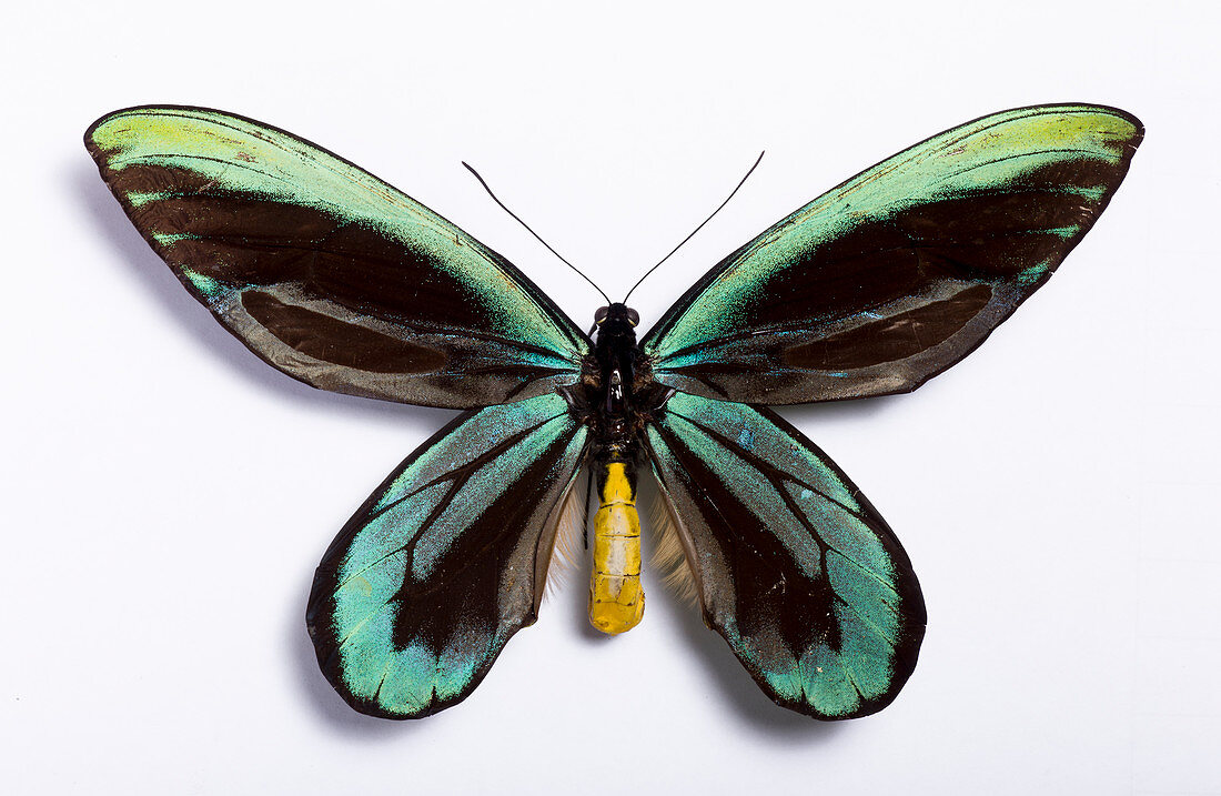 Queen Alexandra's birdwing