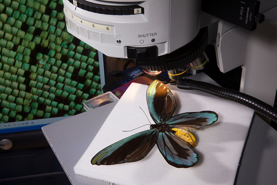 Birdwing butterfly research
