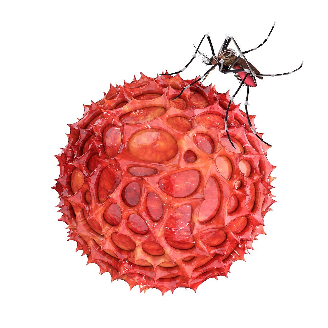 Mosquito and Zika virus,illustration
