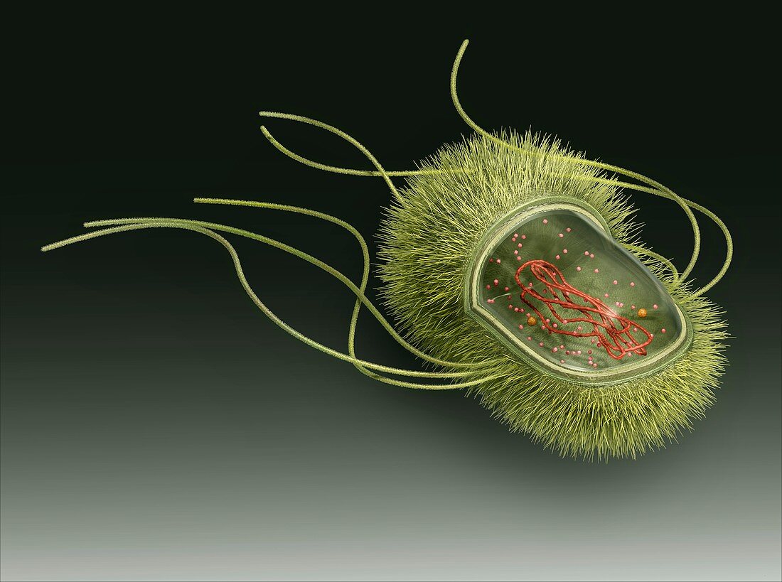 E. coli bacterium,illustration