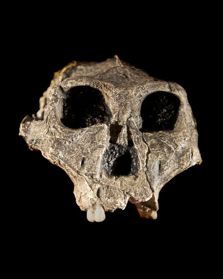 Paranthropus robustus skull