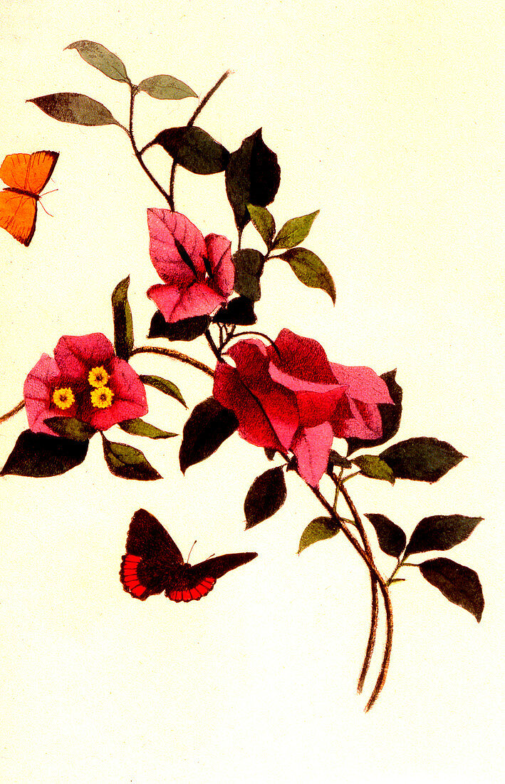 Bougainvillea spectabilis,illustration