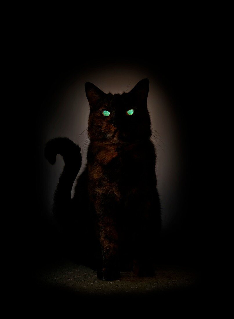 Cat at night with eyeshine