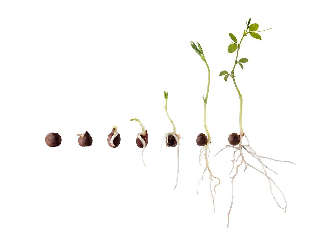 Seed germination sequence