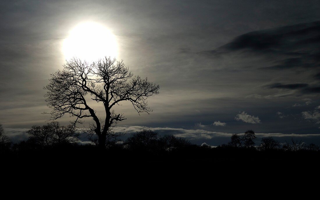 Moon and tree silhouette