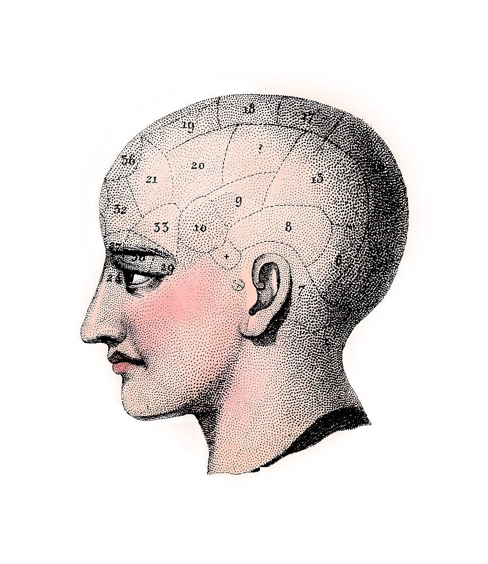 Phrenology head,illustration