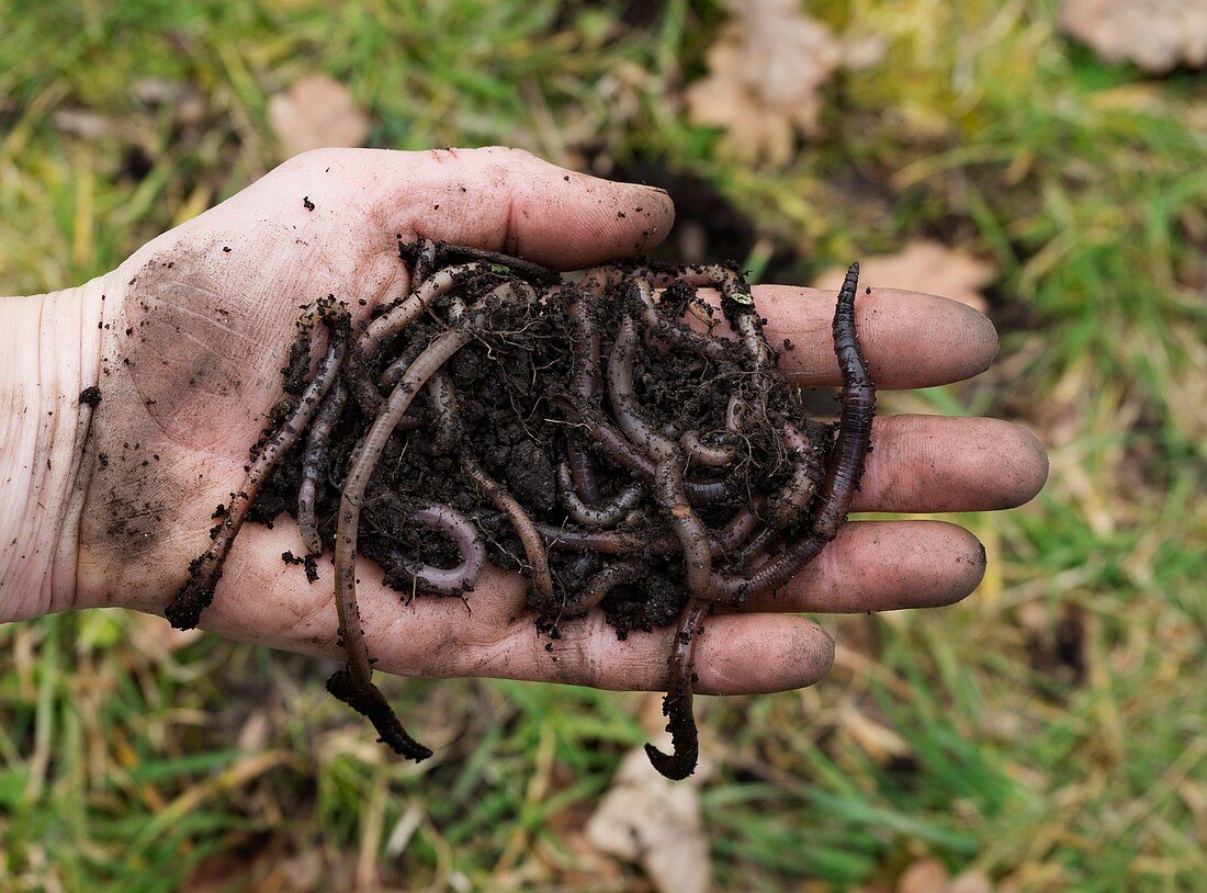 Earthworms in a handful of soil