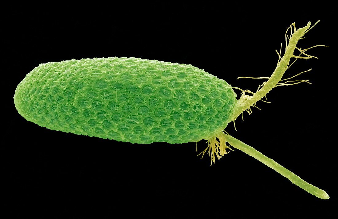 Rhodella reticulata,SEM