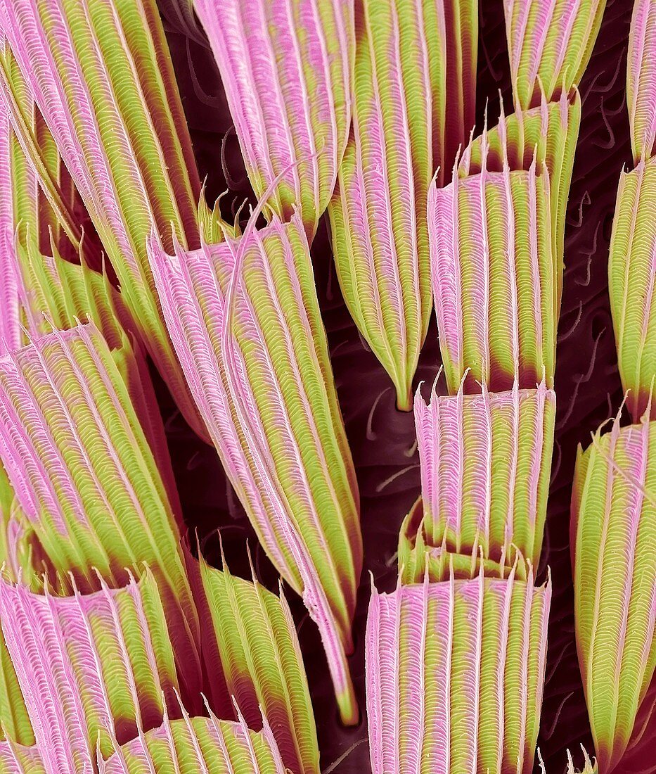 Mosquito leg scales,SEM