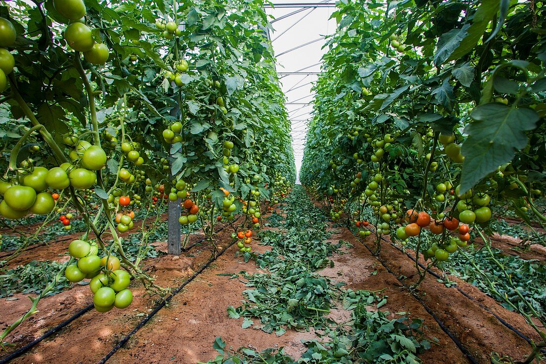 Tomato in a greenhouse