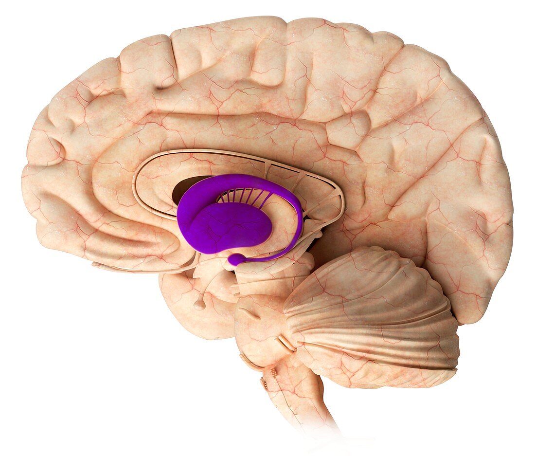 Basal ganglia in the brain,illustration