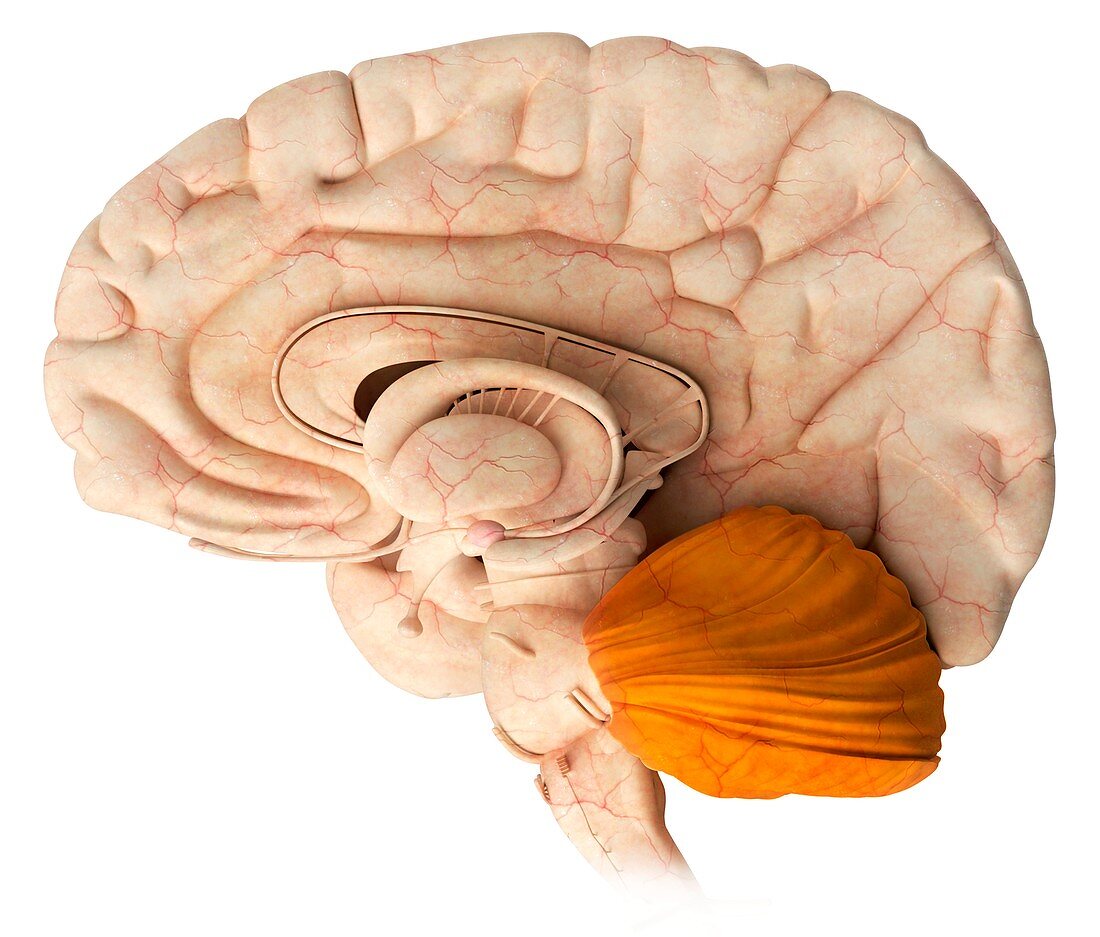 Cerebellum in the brain,illustration