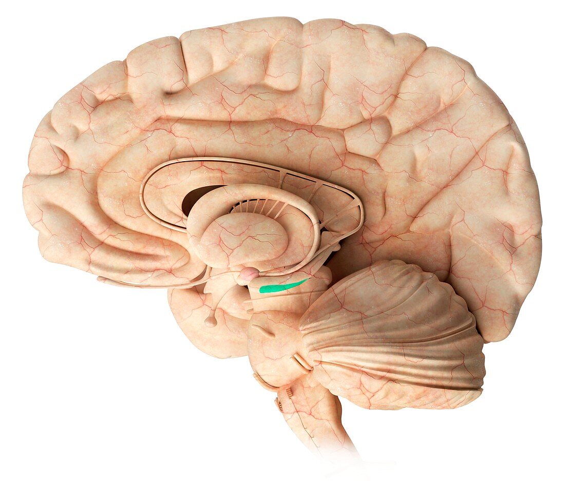 Entorhinal cortex,illustration
