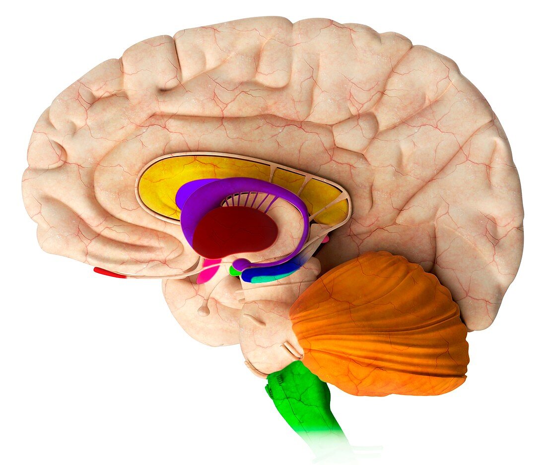 Brain structures,illustration