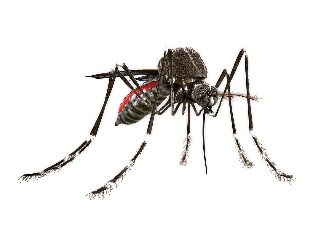 Mosquito,illustration