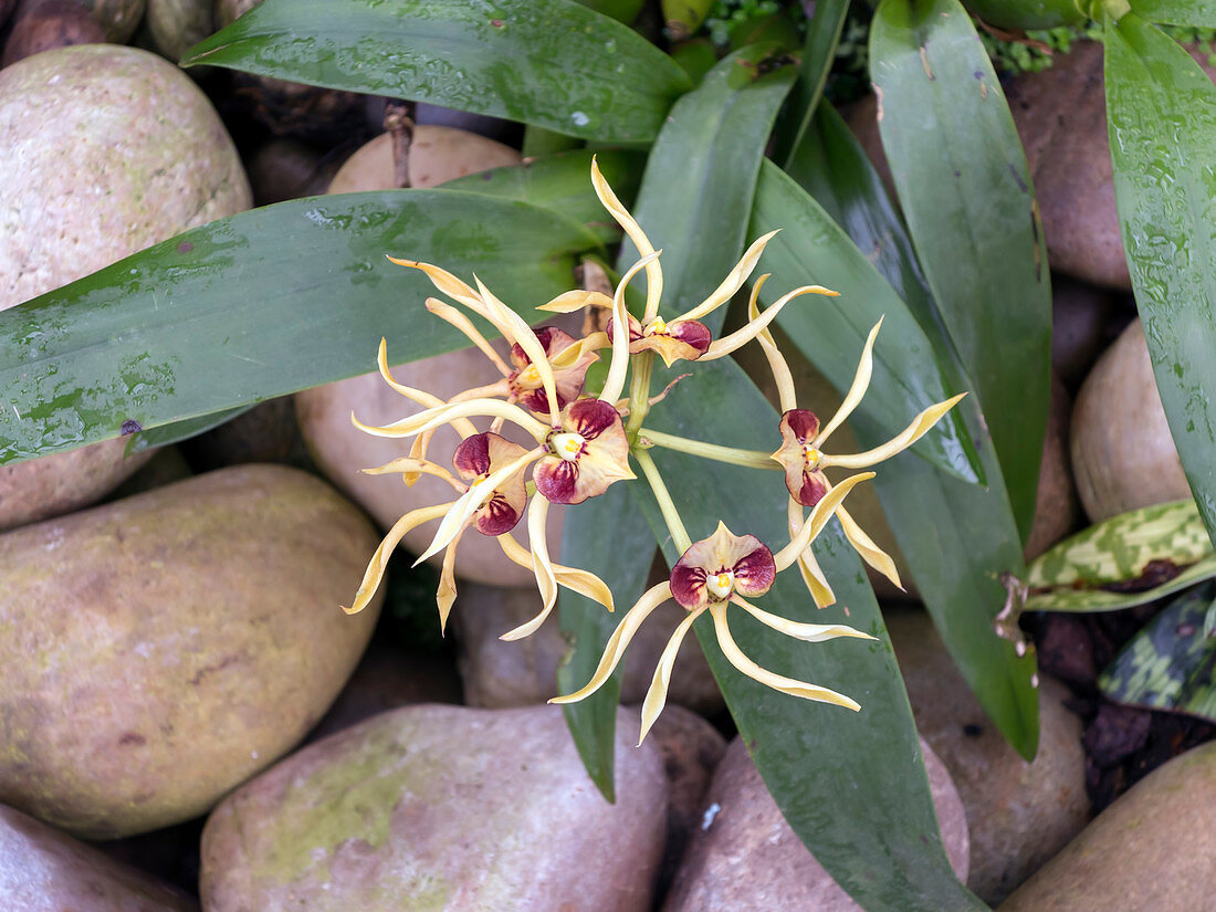Prosthechea cochleata orchid flowers