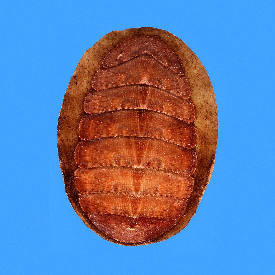 Callochiton septemvalvis shell