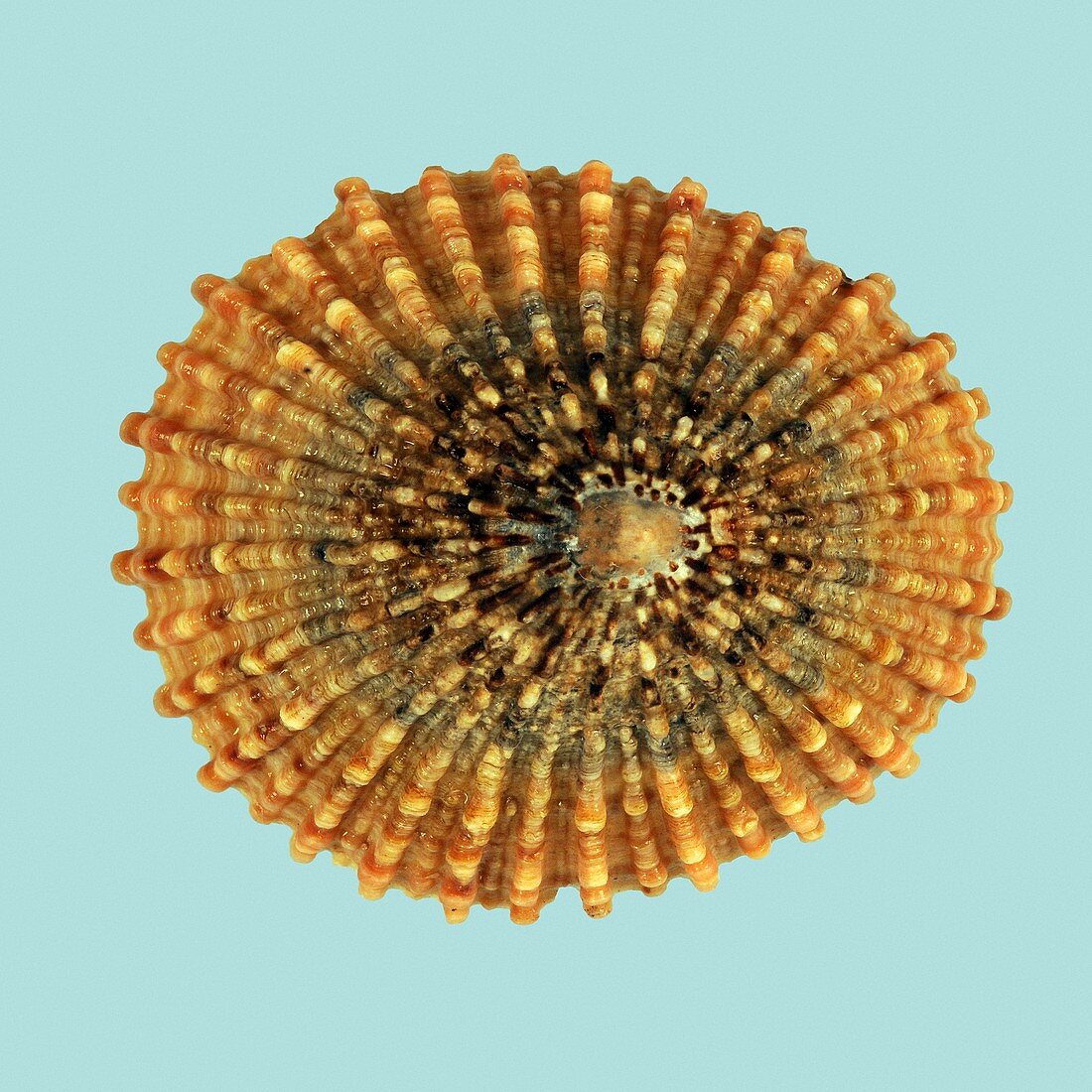 Cellana mazatlandica limpet shell