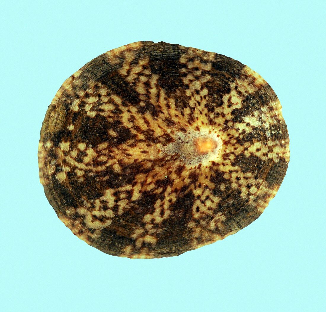 Cellana testudinaria limpet shell