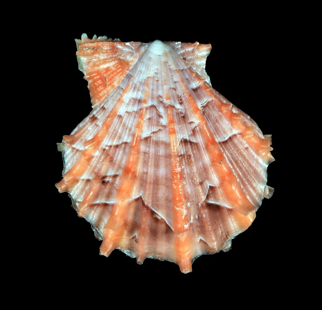 Chlamys squamatus scallop shell