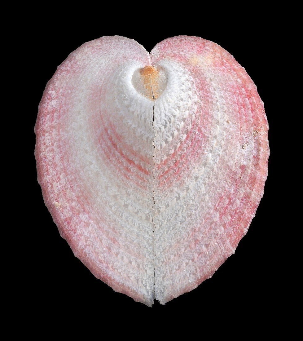 Heart cockle shell
