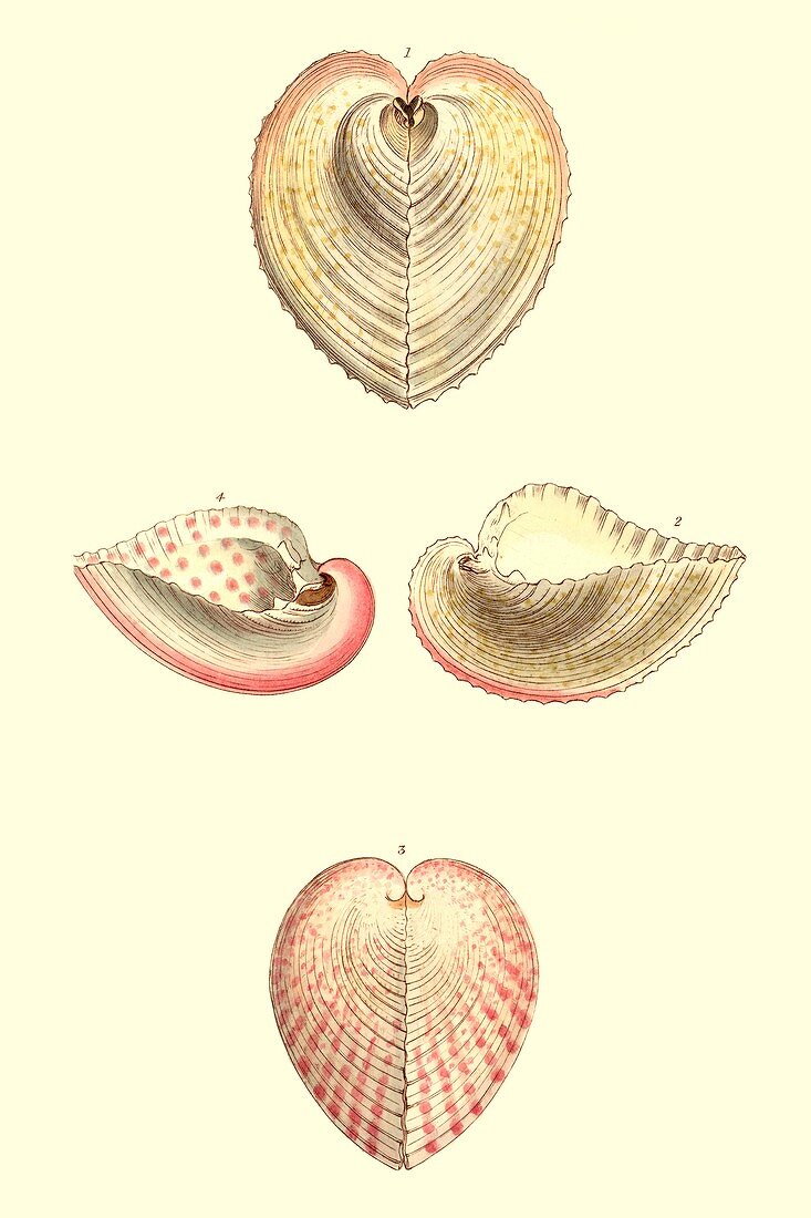Heart cockle shells,illustration