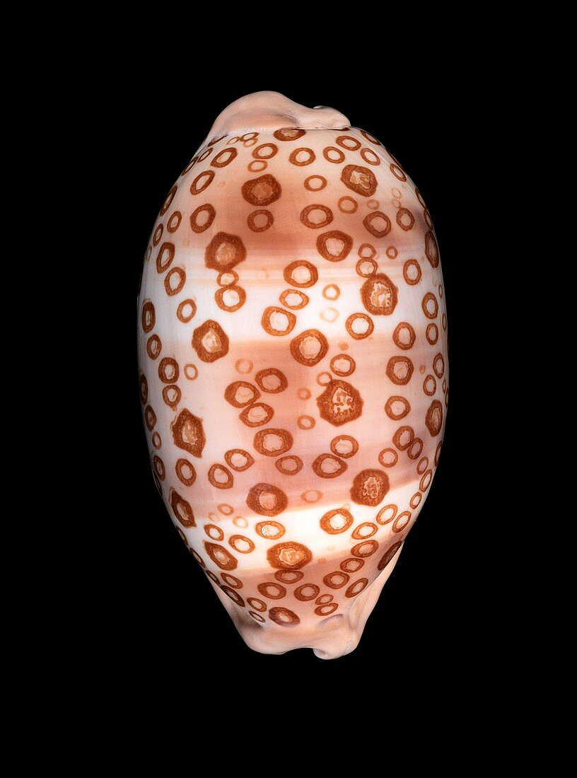 Eyed cowry shell