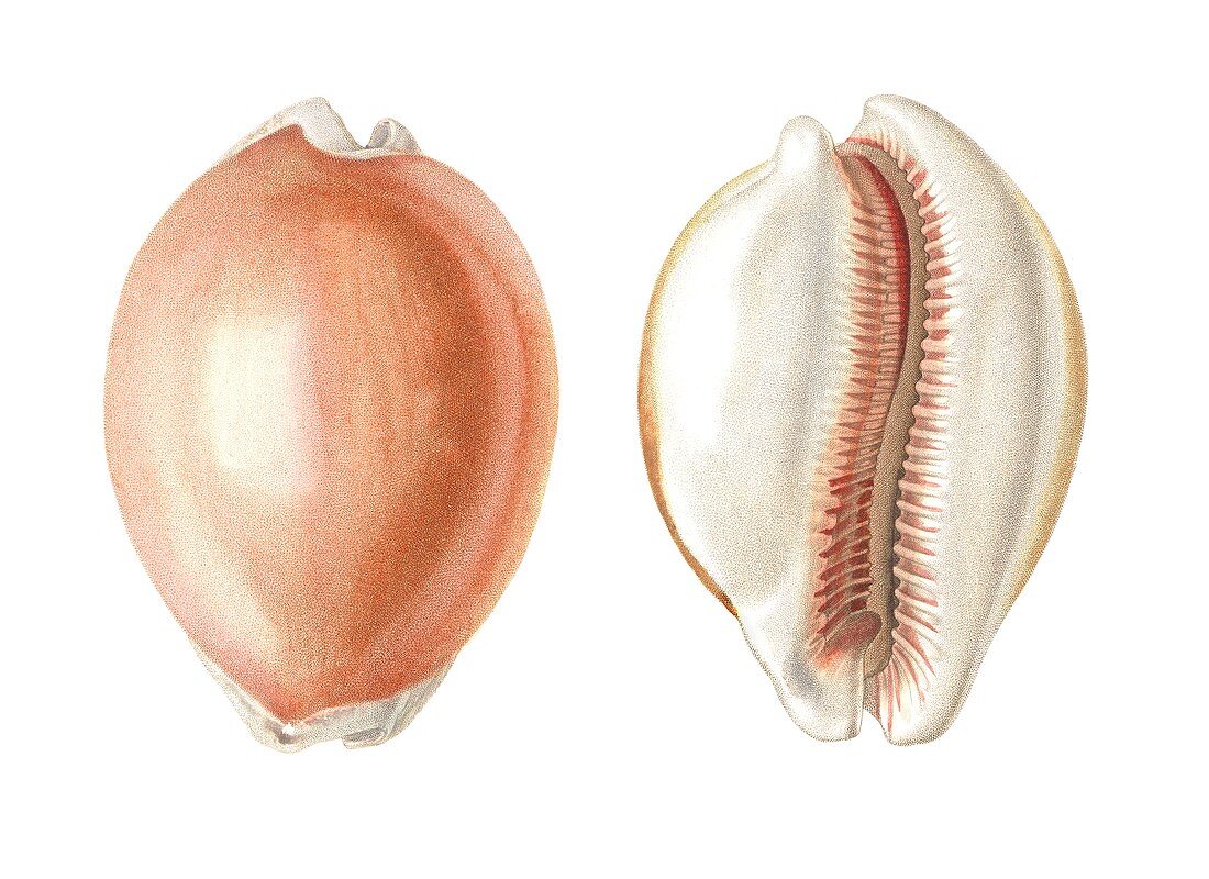 Golden cowry shell,illustration