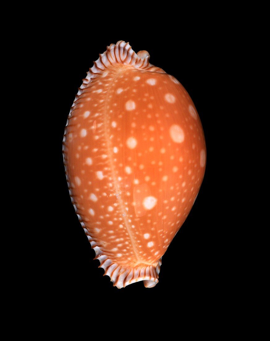 Great spotted cowry shell