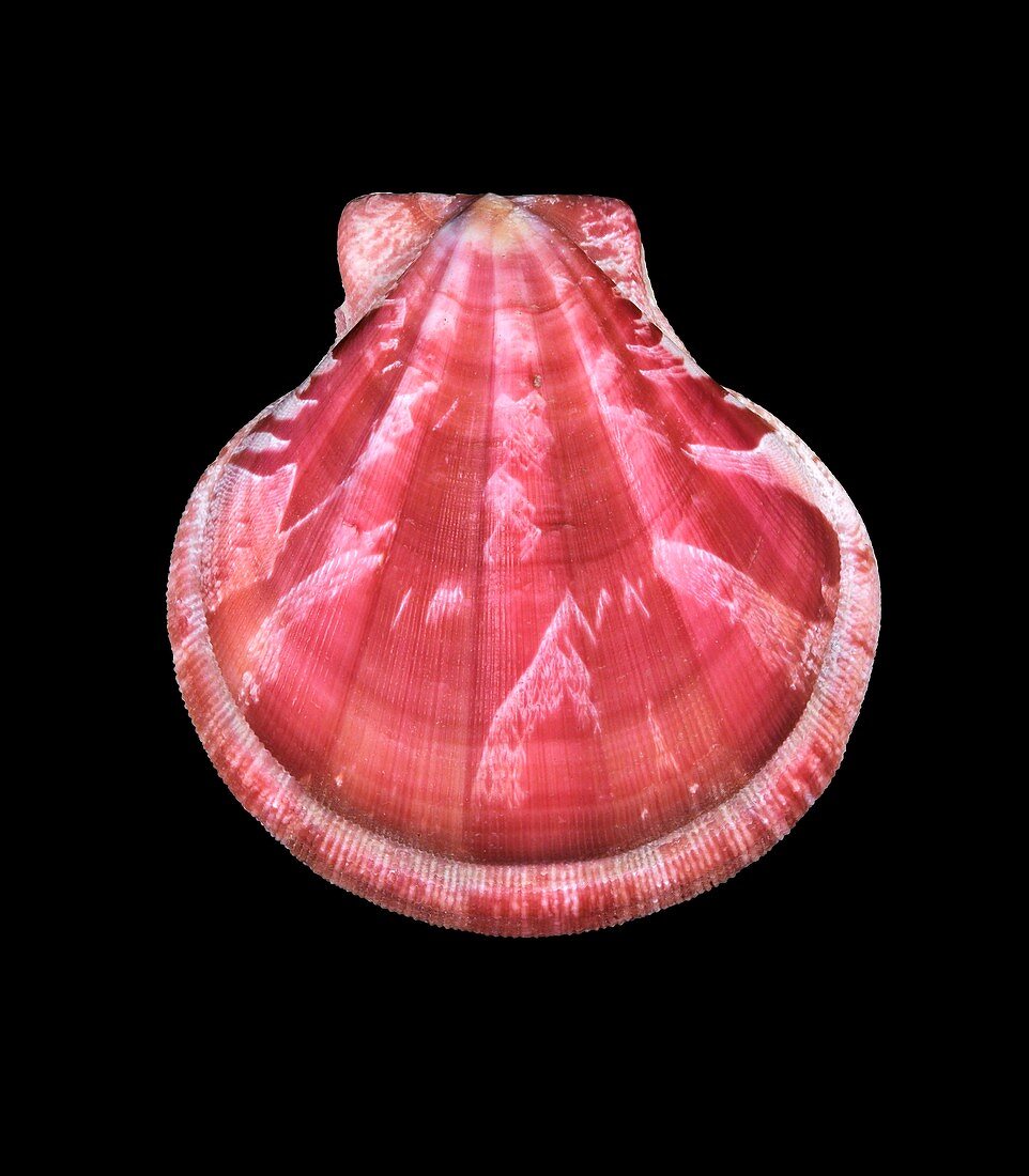 Decatopecten plica scallop shell