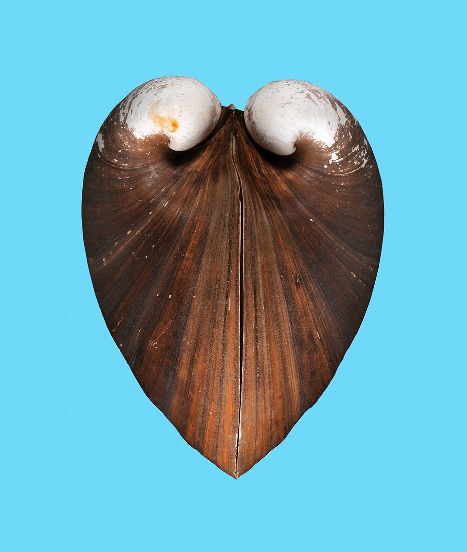 Oxheart clam shell