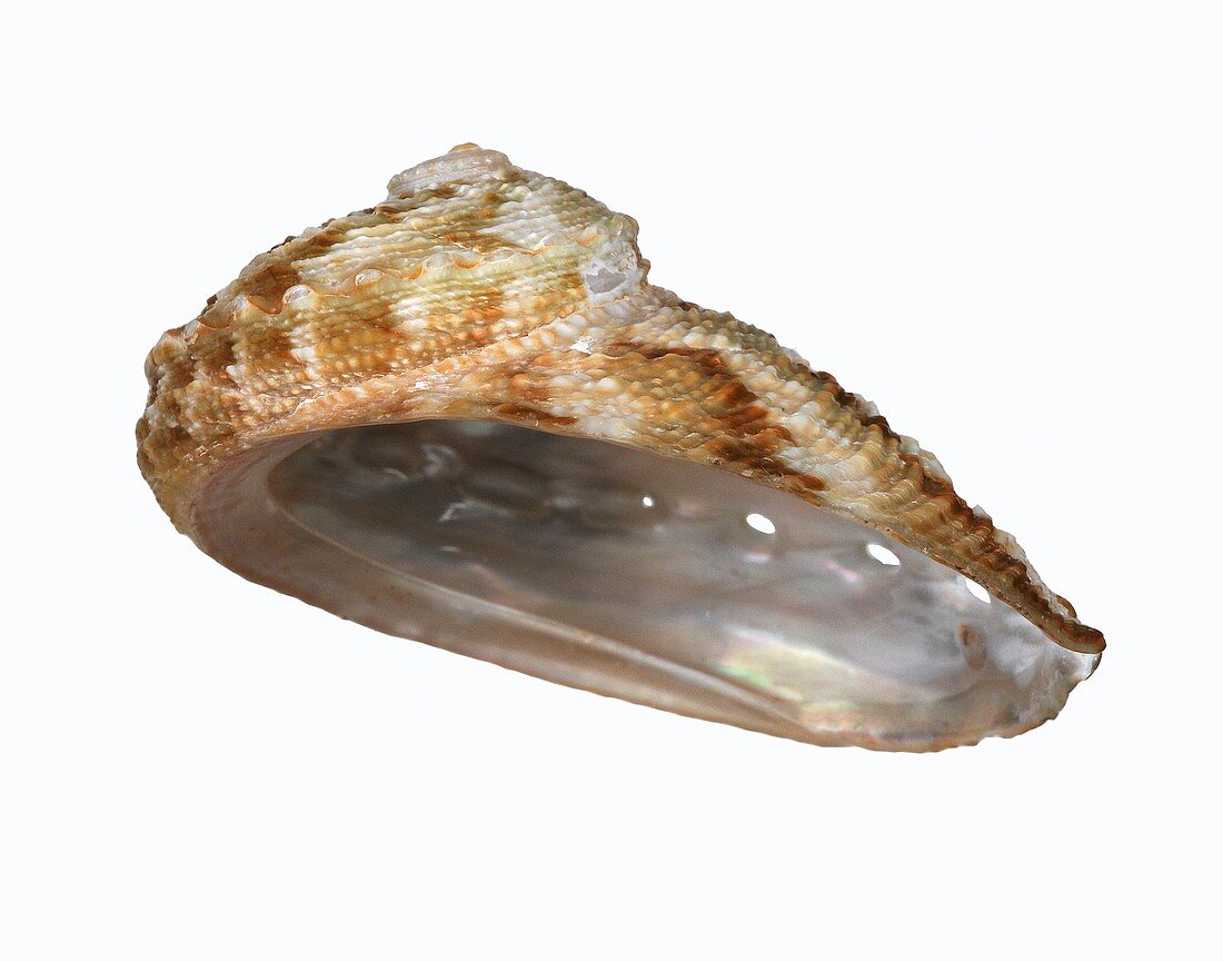 Whirling abalone shell