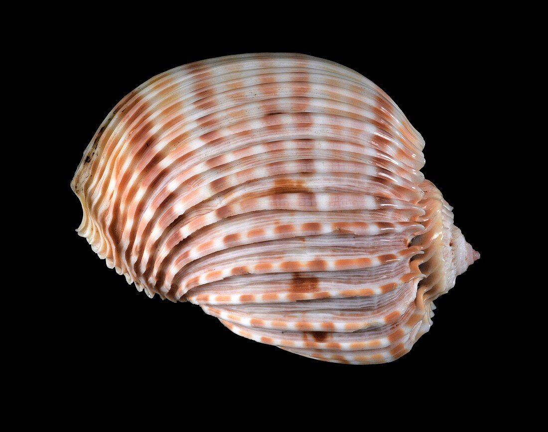 Ribbed harp snail shell
