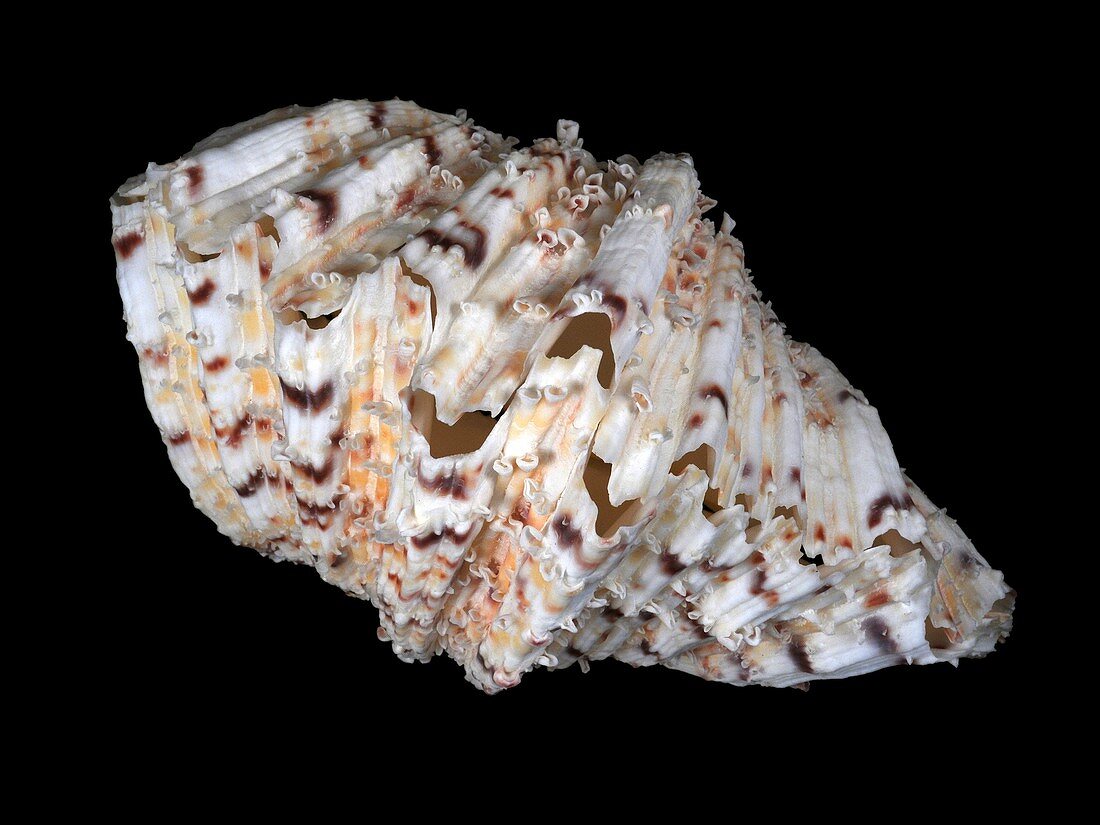 Bear paw clam shell