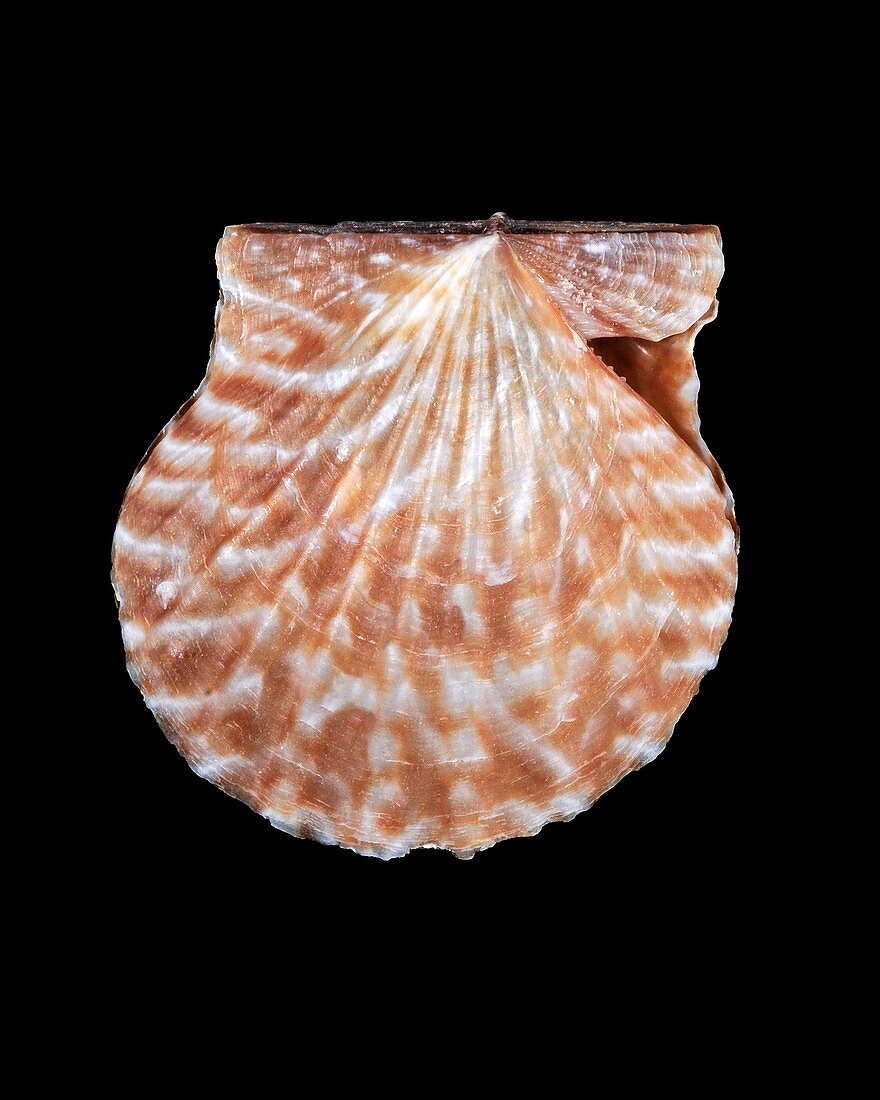 Kelp scallop shell