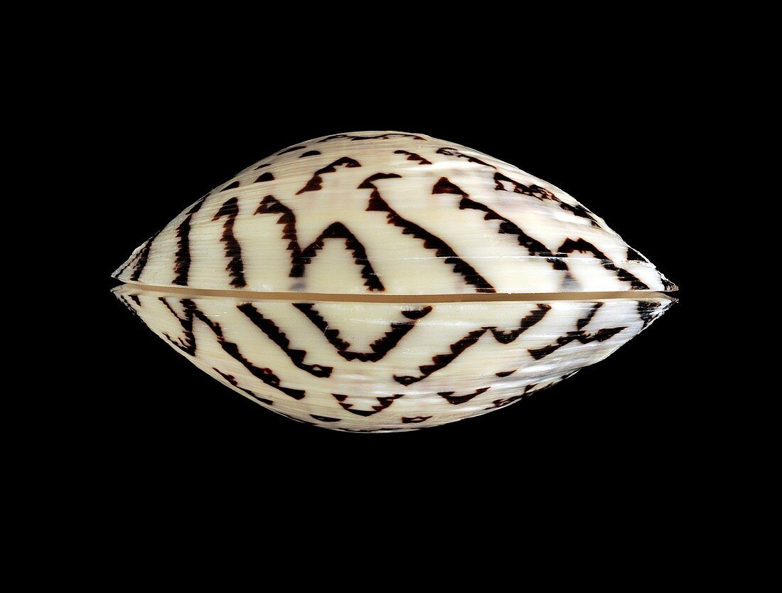 Zigzag venus clam shell