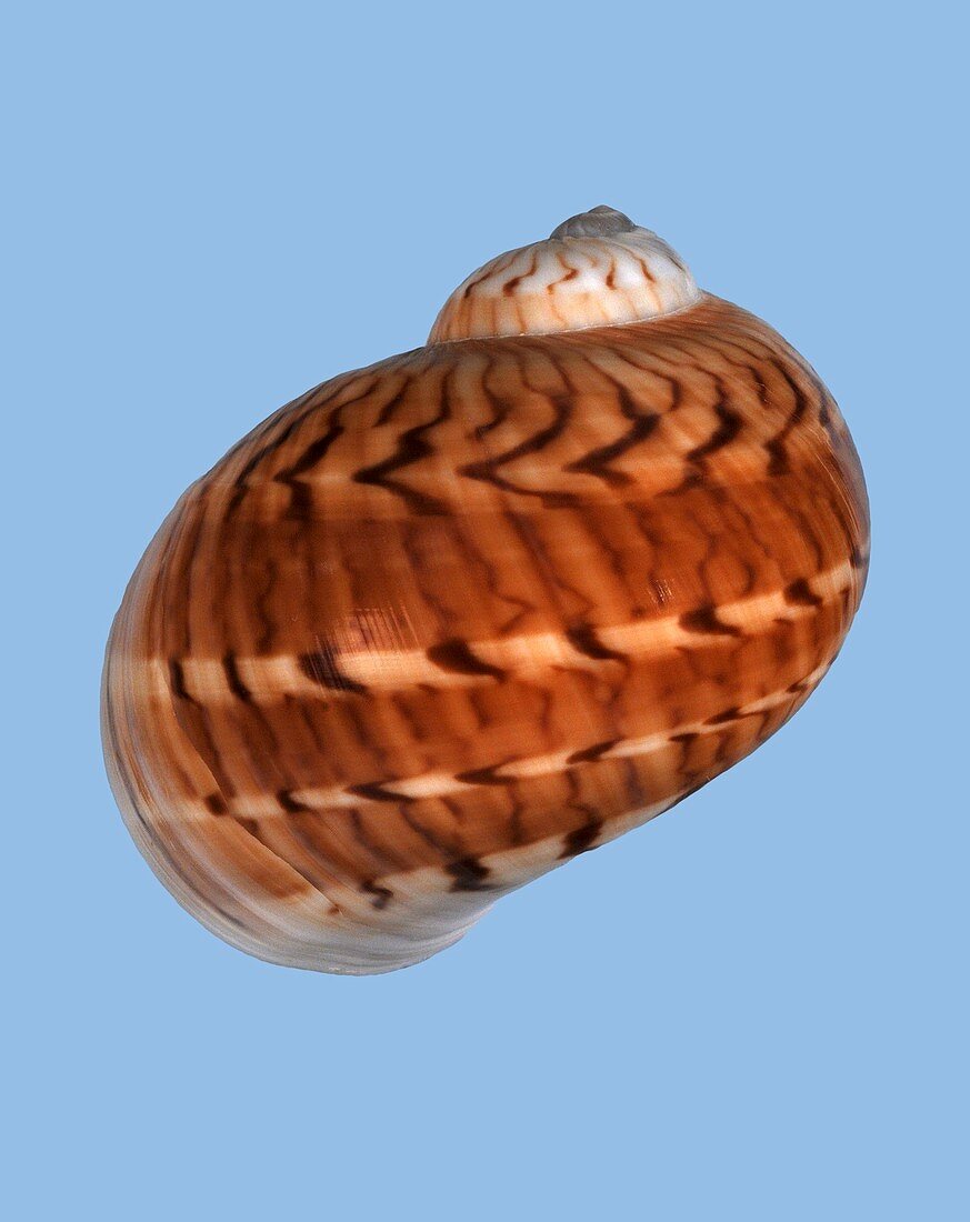 Colourful moon snail shell