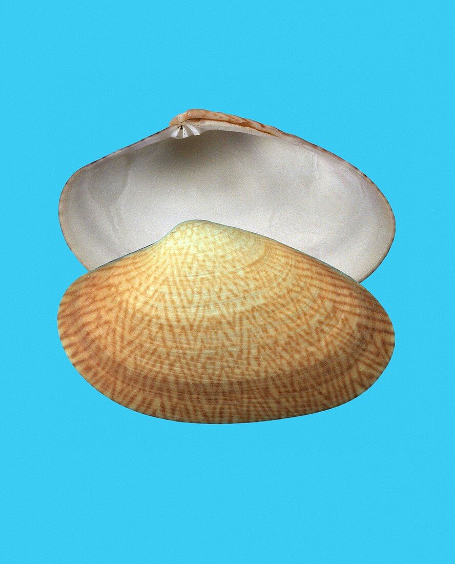 Textile venus clam shell