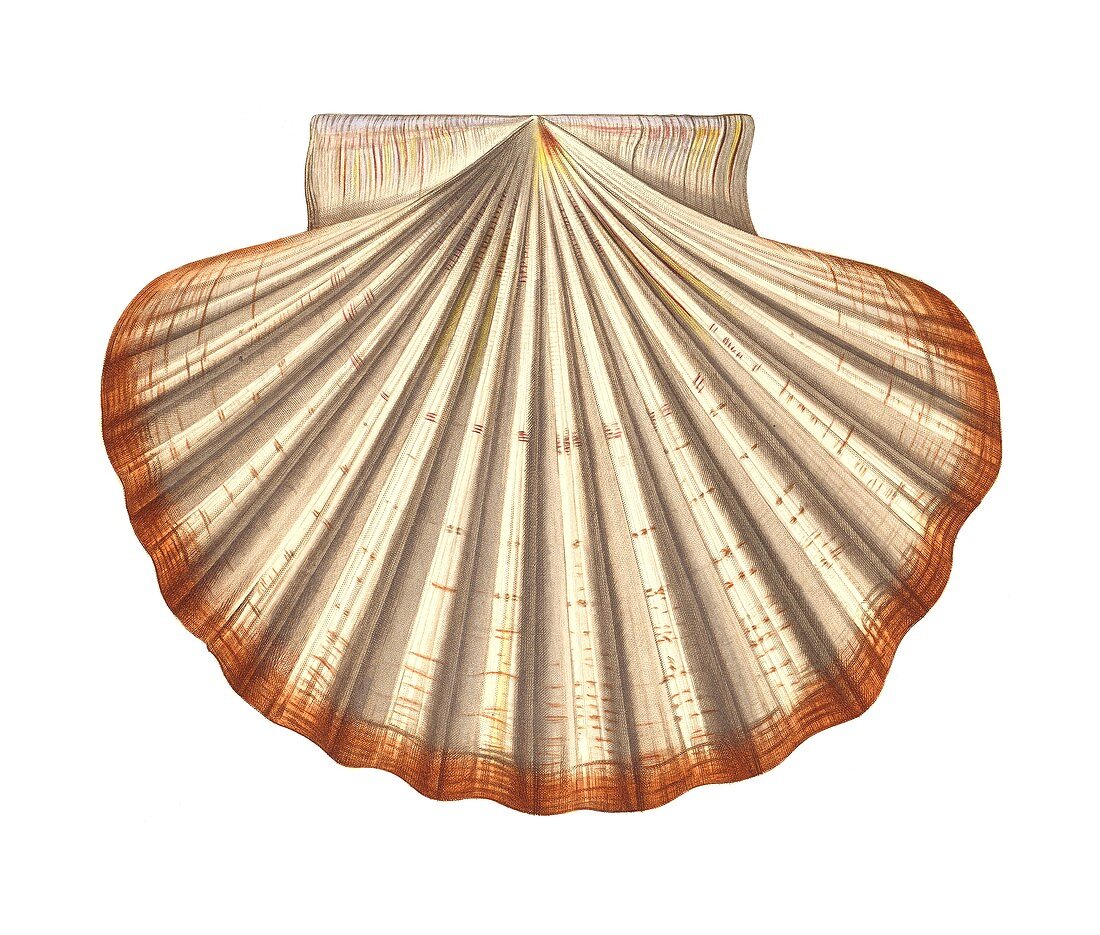Mediterranean scallop shell