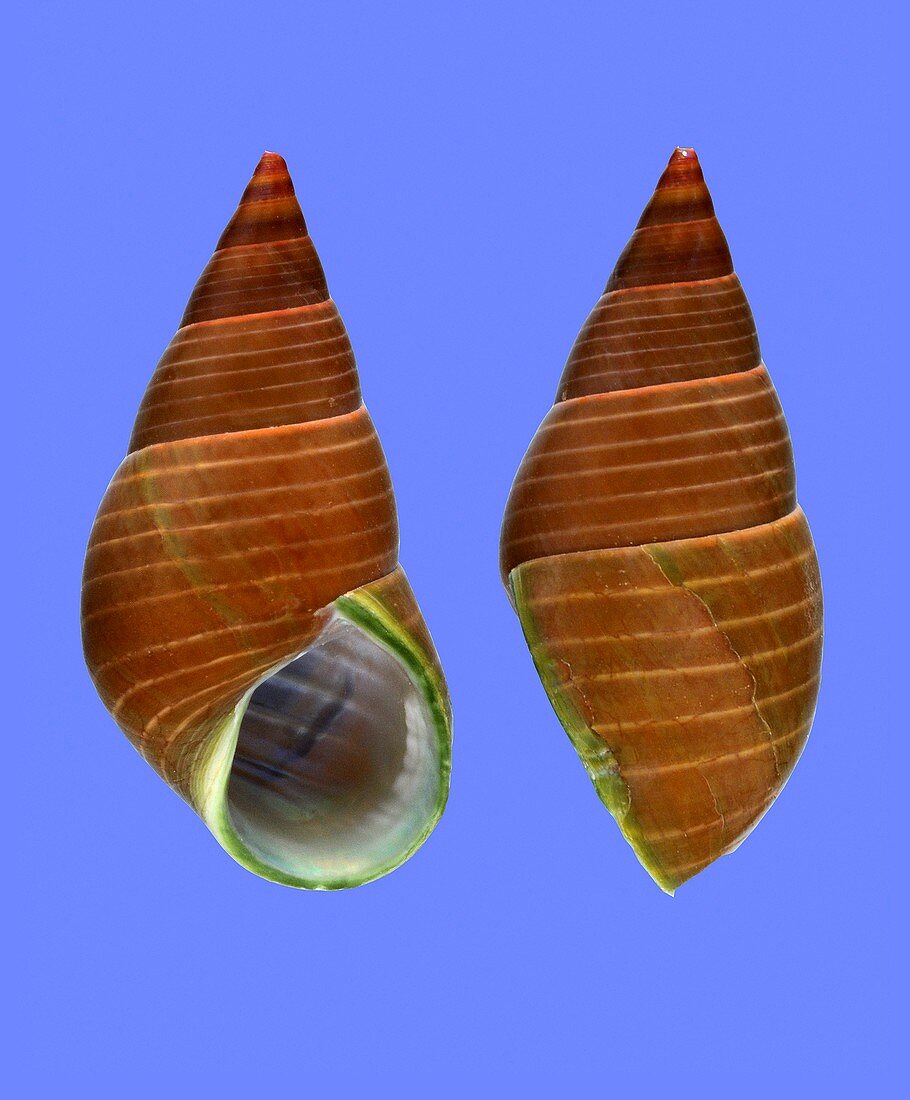 True kelp sea snail shell
