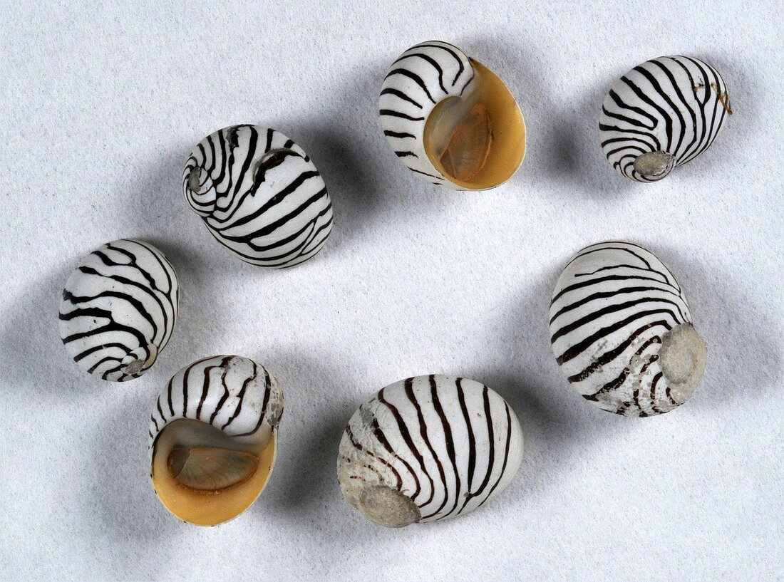 Puperita pupa sea snail shells