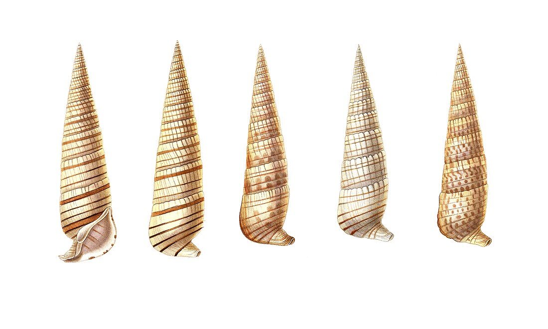 Creeper sea snail shells