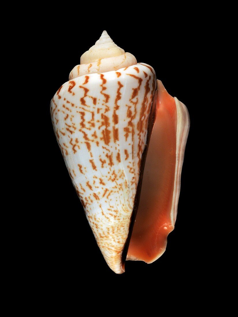 Strawberry conch shell