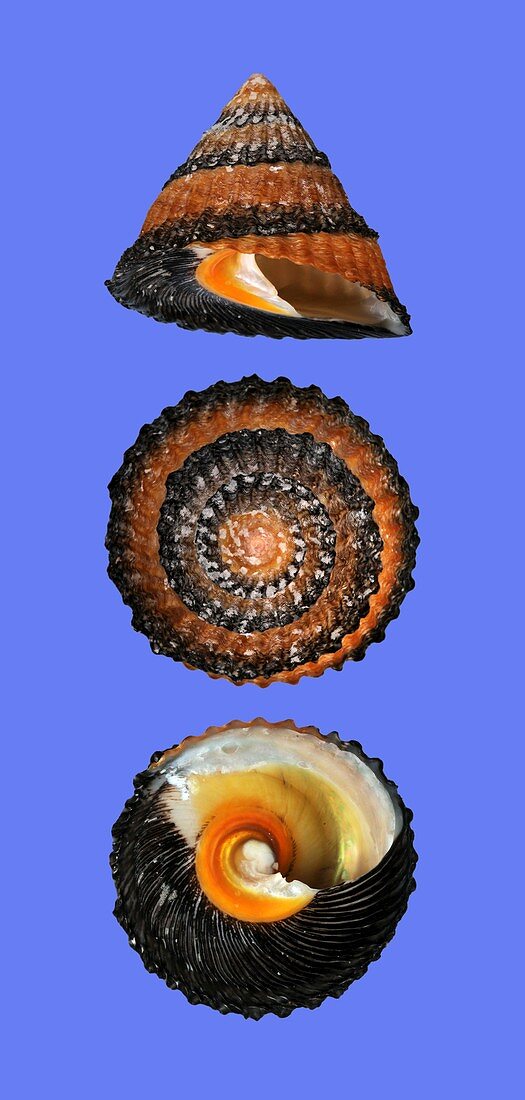 Queen tegula sea snail shell