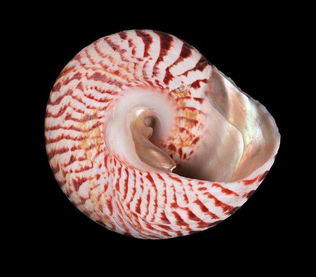 Commercial top shell snail shell