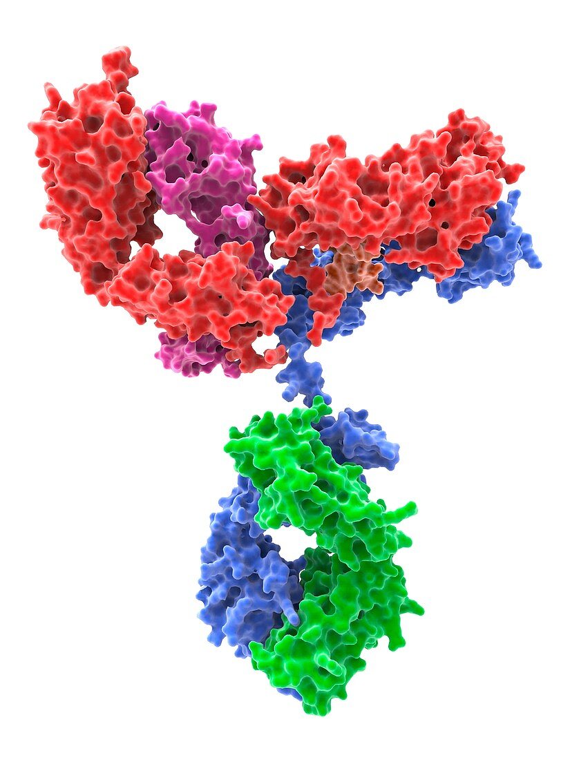 Neutralizing human IgG1 B12 against HiV-1