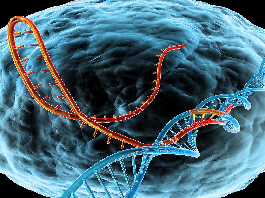 CRISPR-Cas9 gene editing complex